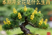 鐵樹本期開金花是什么生肖