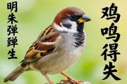 明珠彈雀，雞鳴得失，成語(yǔ)中的生肖智慧